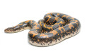Gongylophis colubrinus loveridgei adult male